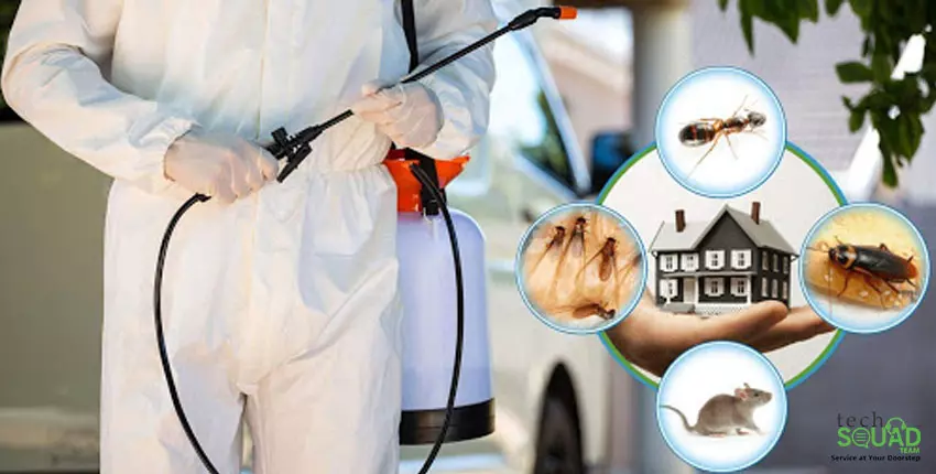 svs pest control services kothapet in vijayawada - Photo No.8