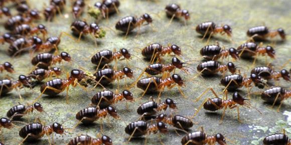 asian pest control services gandhi nagar in vijayawada - Photo No.4