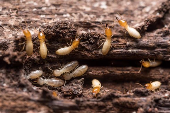 asian pest control services gandhi nagar in vijayawada - Photo No.3