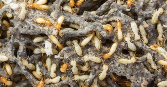 asian pest control services gandhi nagar in vijayawada - Photo No.8
