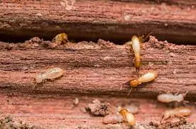 kbr pest control labbipet in vijayawada - Photo No.10