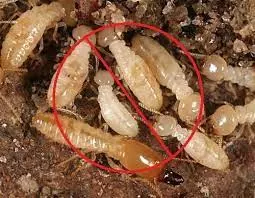 kbr pest control labbipet in vijayawada - Photo No.12