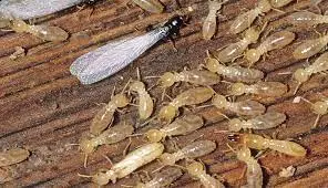 kbr pest control labbipet in vijayawada - Photo No.11