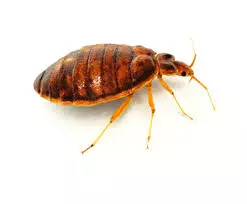 kbr pest control labbipet in vijayawada - Photo No.13