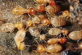 kbr pest control labbipet in vijayawada - Photo No.14