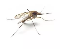 kbr pest control labbipet in vijayawada - Photo No.16