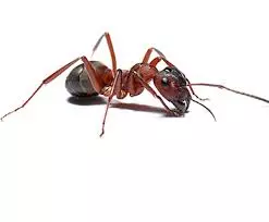 kbr pest control labbipet in vijayawada - Photo No.17