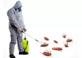 kbr pest control labbipet in vijayawada - Photo No.18