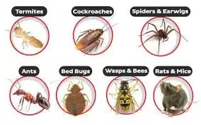 kbr pest control labbipet in vijayawada - Photo No.19