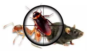kbr pest control labbipet in vijayawada - Photo No.21