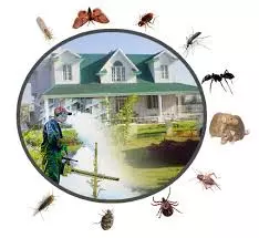 kbr pest control labbipet in vijayawada - Photo No.9