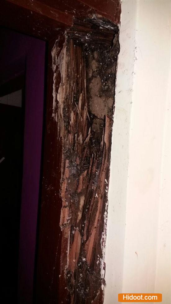 Raghu Pest Control Works Maddilapalem In Visakhapatnam - Photo No. 31