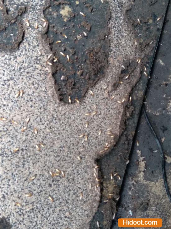 Godavari Pest Control Corporation Pest Control Services Near Seethamadhara In Visakhapatnam - Photo No. 11