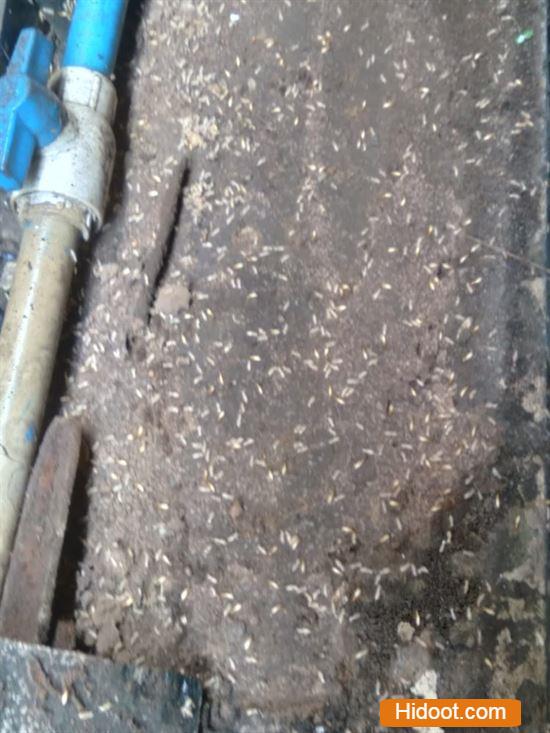 Godavari Pest Control Corporation Pest Control Services Near Seethamadhara In Visakhapatnam - Photo No. 01