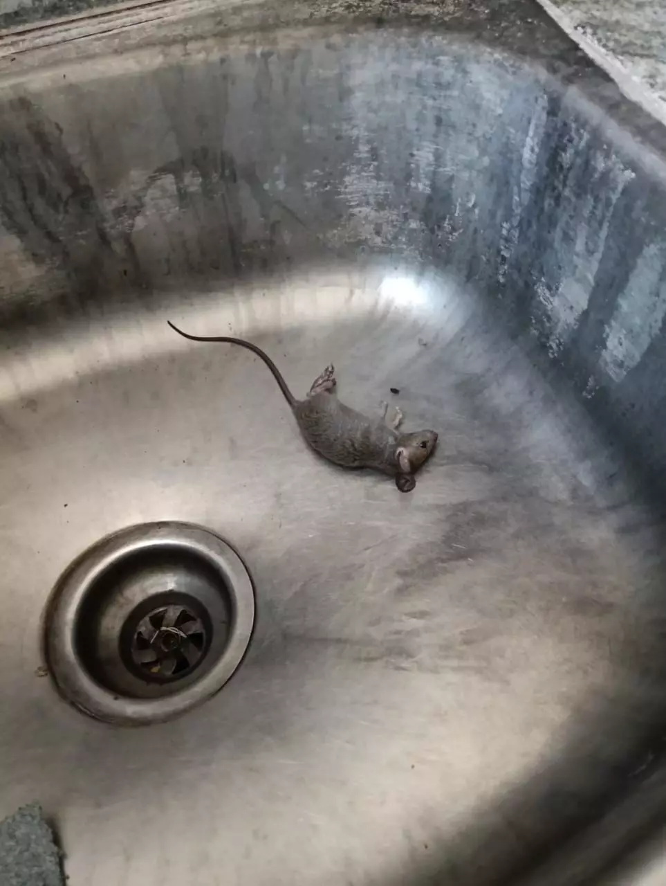 Anjanadri Pest Control Maddilapalem In Visakhapatnam - Photo No. 61