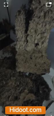 City Pest Control Services Hanamkonda In Warangal - Photo No. 21