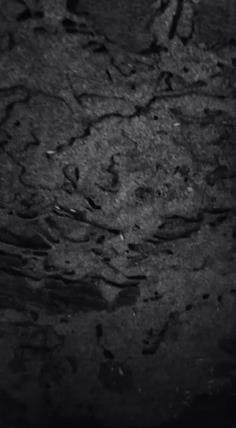 Eagle Pest Management Services Thimmapet In Warangal - Photo No. 01